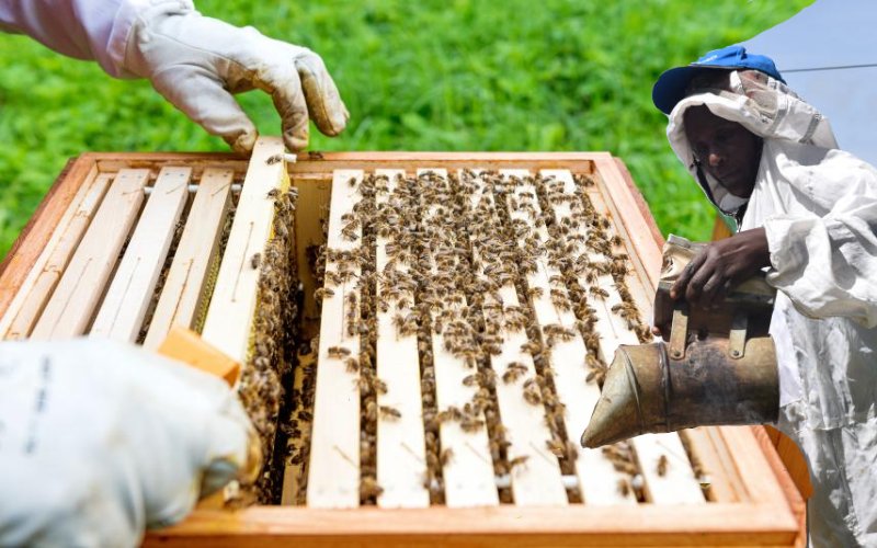 Why Livestock Bill was a sting to small beekeepers