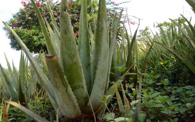 How to grow and make money from your aloe vera