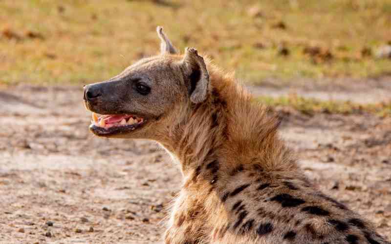 KWS cautions the public against eating wild animal meat