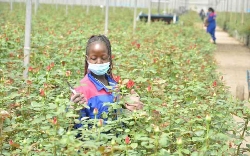 Kenya pushes EU to ease tough regulations amid export slump
