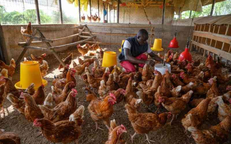 How to get the best out of your poultry venture with limited space