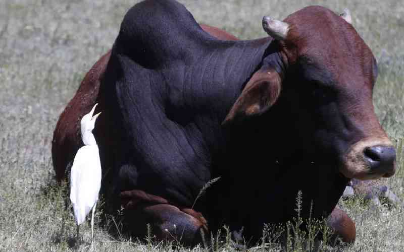 Managing tick infestation in your dairy herd