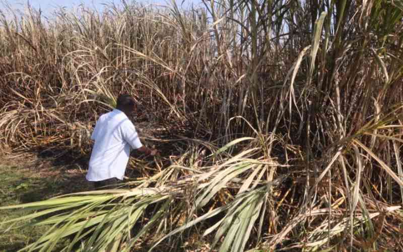 Sugarcane plantation razed in Angata Barrikoi is suspected arson