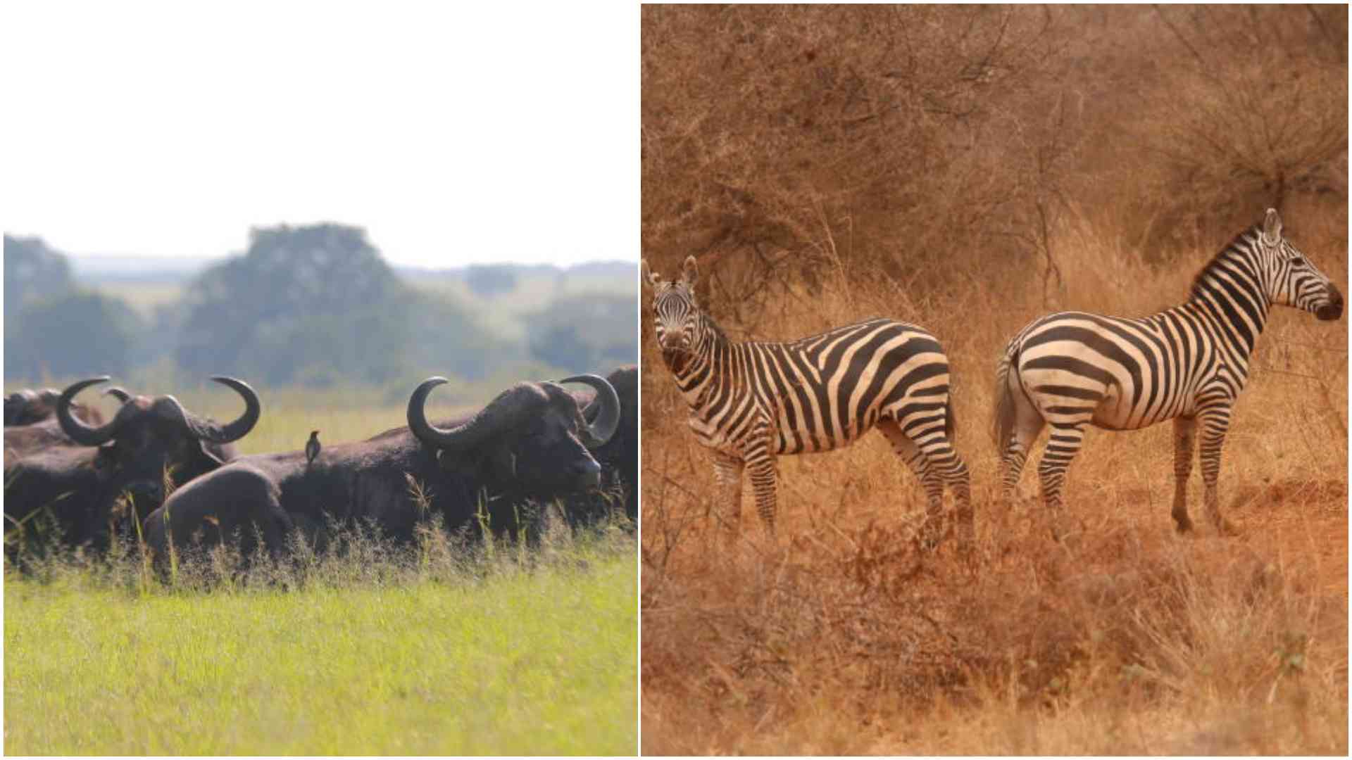 Wildlife revival in Kwale: Shimba Hills' second chance at glory