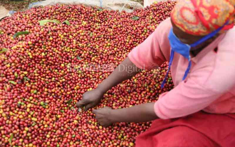 Coffee Revitalisation Programme in North Rift to triple production by 2030