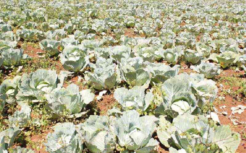 Agriculture insurance cushions farmers from losses, boosts food security