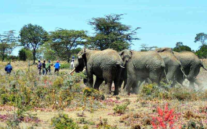 State releases over Sh200m to victims of wildlife attacks