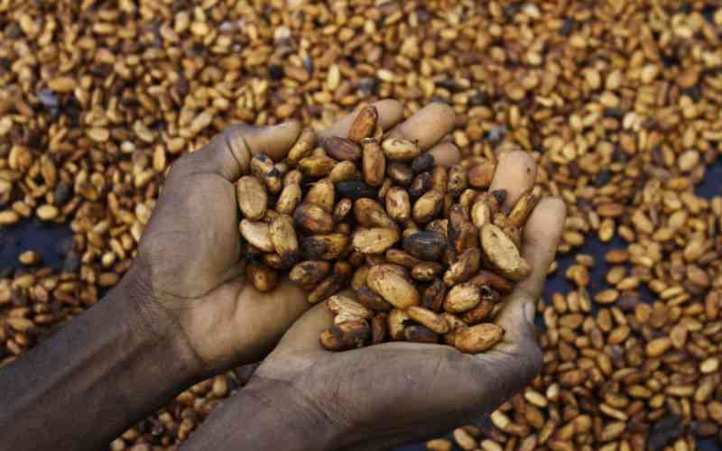 Better than gold: How Ecuador cashed in on surging cocoa prices