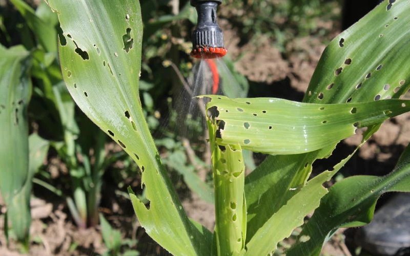 'Smoking hot' concoctions farmers use against pests