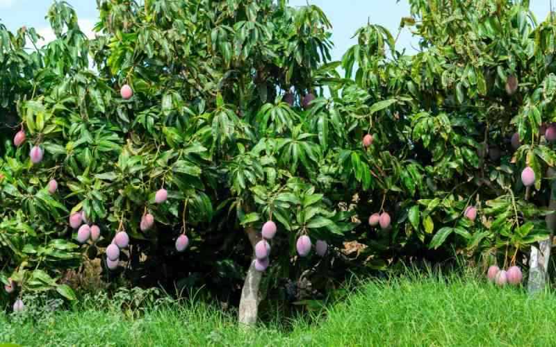 How to keep a mango tree small