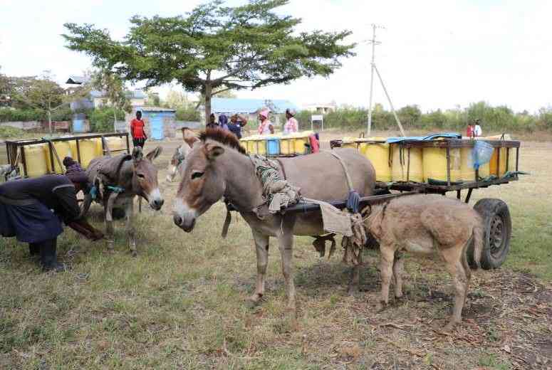 Donkey welfare, livelihoods under threat amid booming skin trade