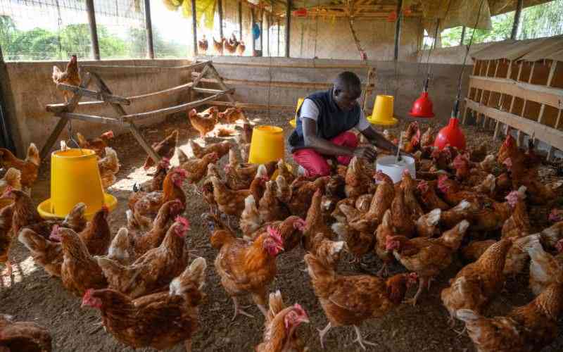 Six diseases that can sink your coop