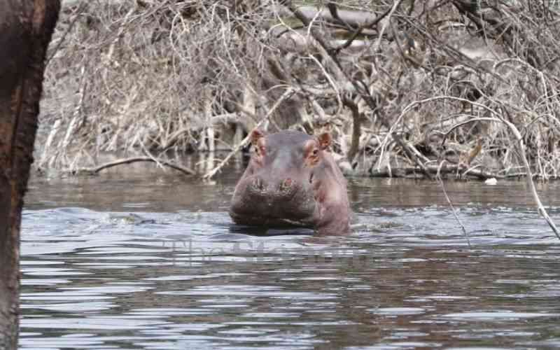 Fisherman feared dead in Lake Naivasha hippo attack