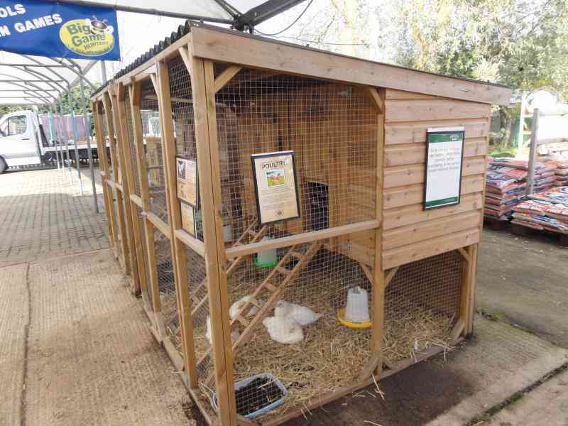 Six tips for an ideal Poultry house