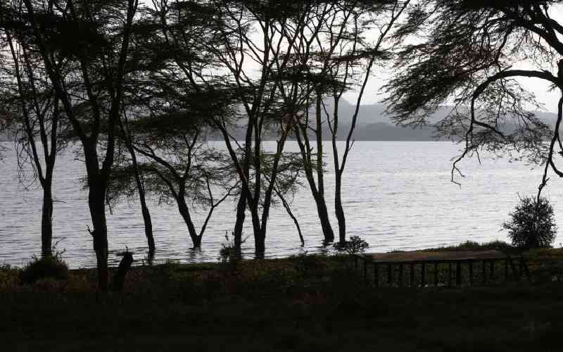 Rivers feeding into Lake Naivasha dry up due to long drought