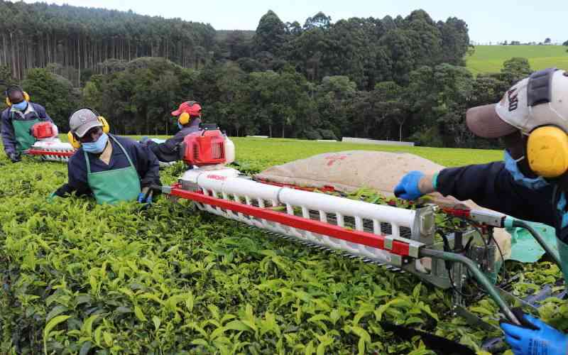 Multinational tea firms go easy on mechanisation amid conservation bid