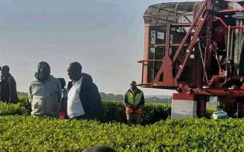 Ruto asked to weigh in on the tea machine harvesting debate