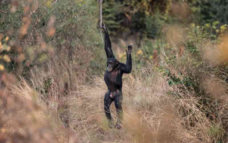 How 'genius' chimps are changing lives of gold miners in Senegal