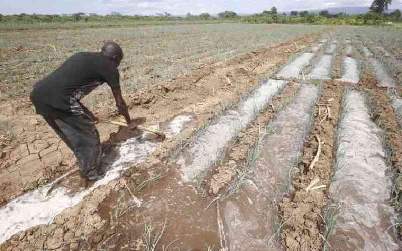 Fears of maize seed crisis as floods hit Perkerra irrigation scheme