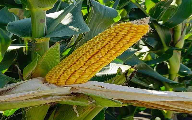 Kenya's maize deficit: Lessons from America's green fields