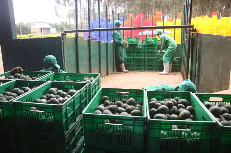 Avocado Lobby Group deregistered, accused of misconduct