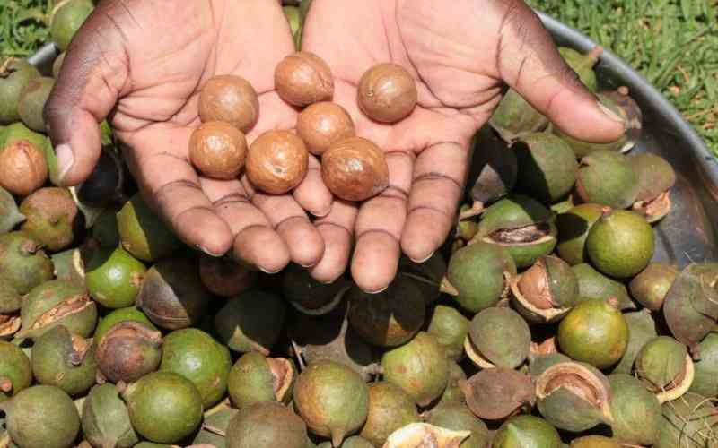 Uncertain harvest: Quality concerns and policy gaps cloud Kenya's macadamia sector