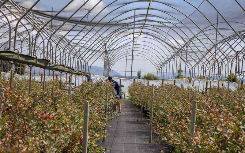 Why measuring youth opportunity in Africa's agrifood systems is essential for growing quality jobs