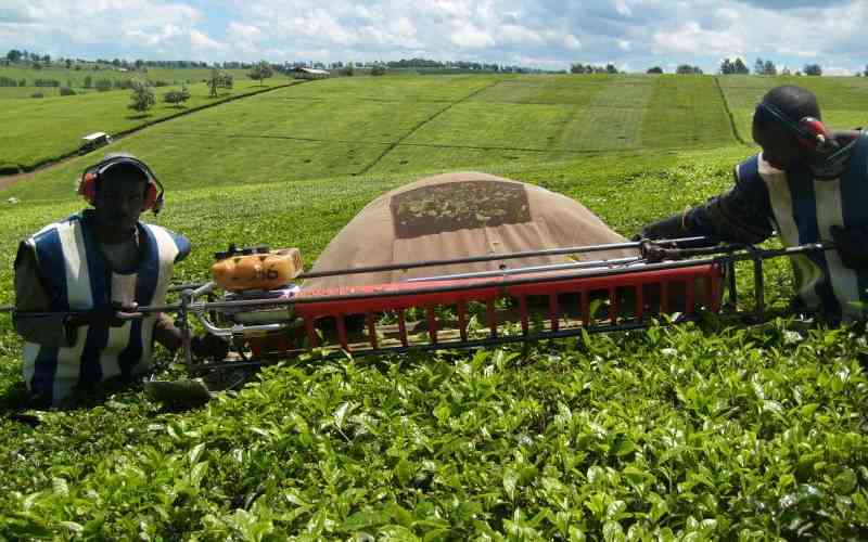 Tea harvesting machines torched by irate youth in Kericho