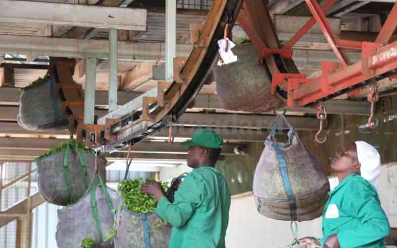 Factory acquires Sh20 million drier for orthodox tea