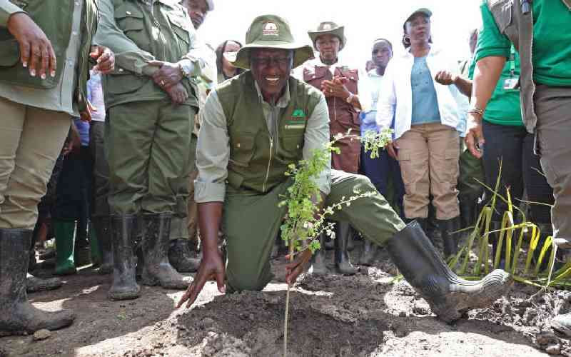 The cost of living begins with a tree nobody came back to check