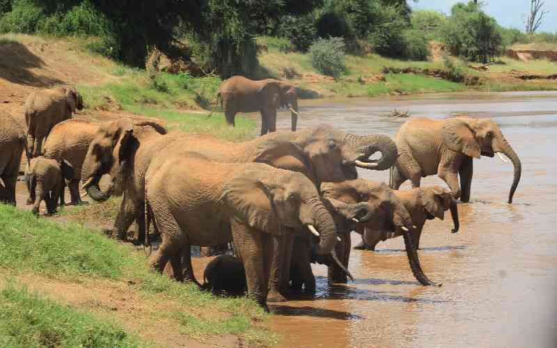 Four arrested over Amboseli elephants deaths