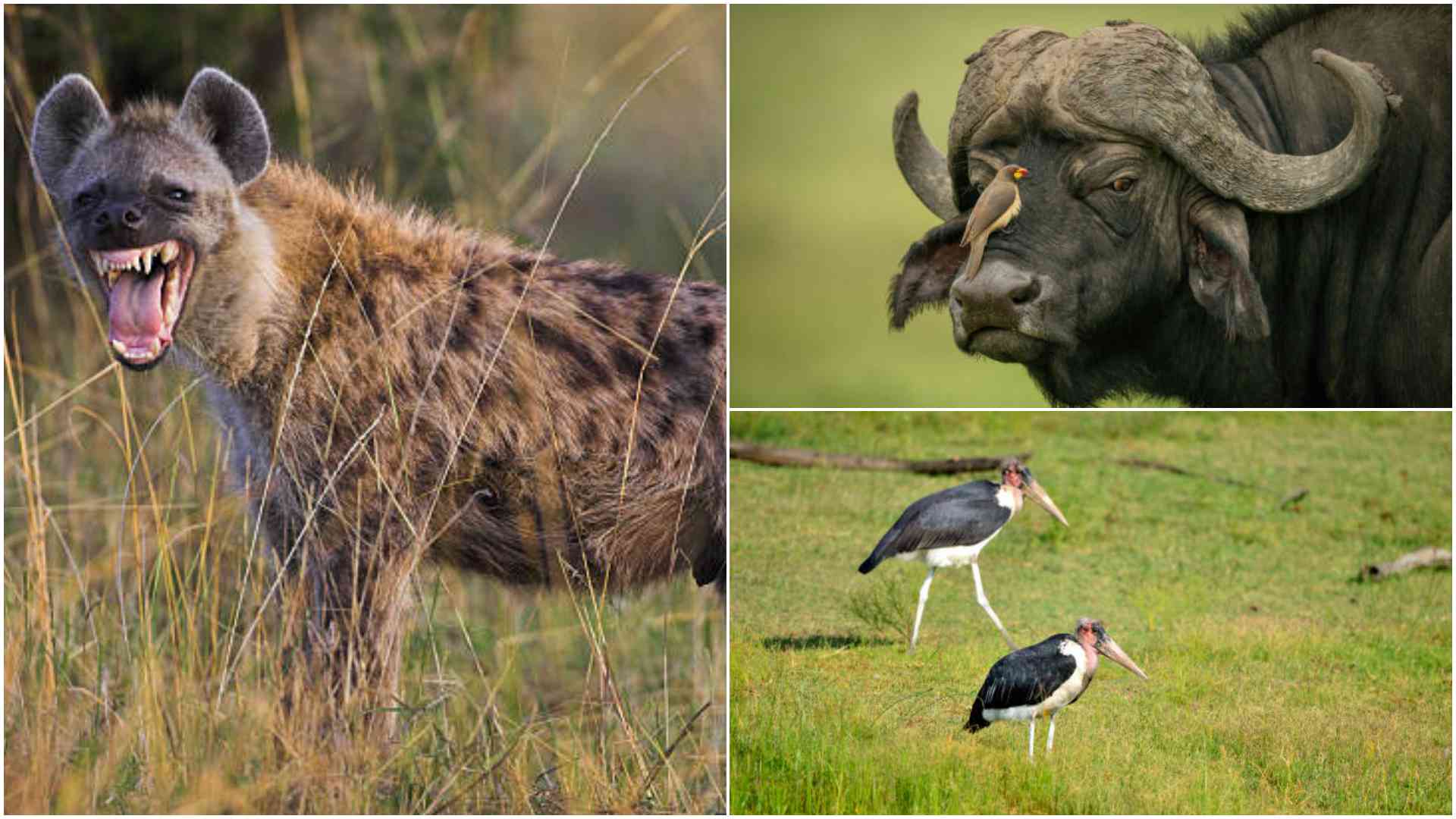 Hyenas, cats, marabou stork, buffaloes, other wild meat Kenyans eat unknowingly