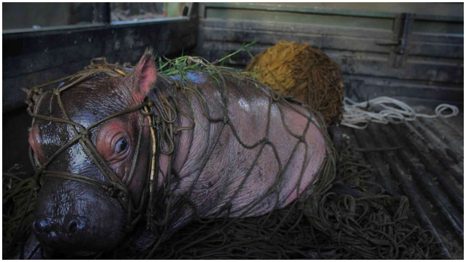 Photos: Rescued baby hippo 'Bumpy' finds new home after tragic loss in Naivasha