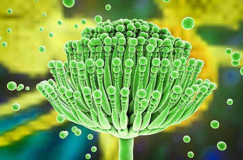 Study: Climate change drives spread of toxic Aspergillus mould