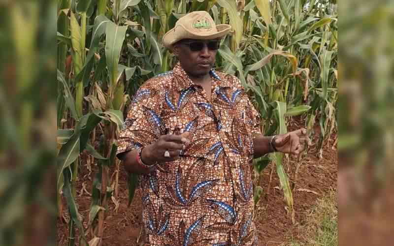 New maize variety to cut costs for farmers