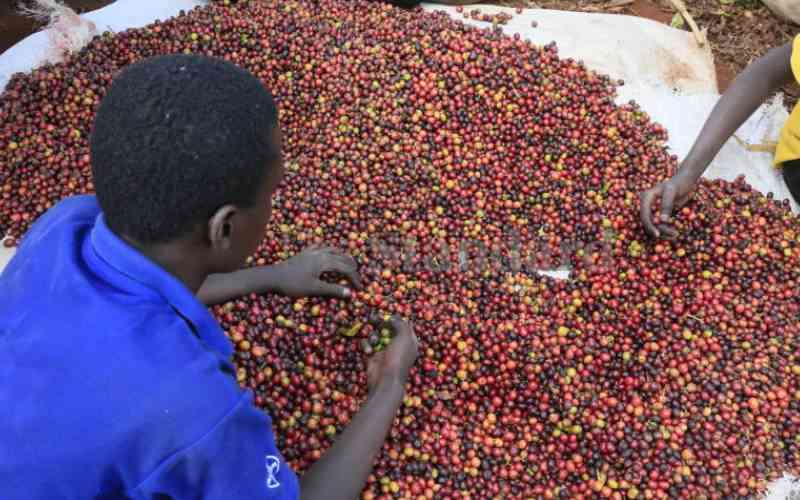 Global deals offer a whiff of hope for embittered coffee farmers