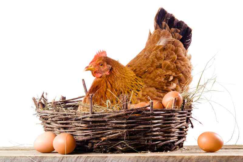10 ways to encourage your hens lay eggs in nest boxes