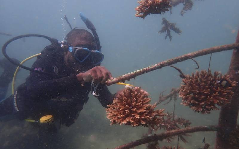 New technology enhances coral reef monitoring