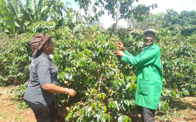 Plans to expand coffee plantations in Laikipia takes root