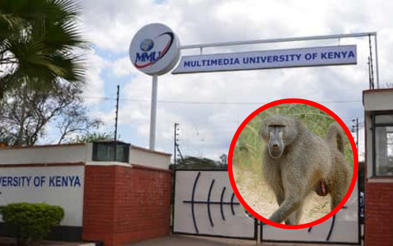 VIDEO: Panic after baboons invade girls' hostels at Multimedia University