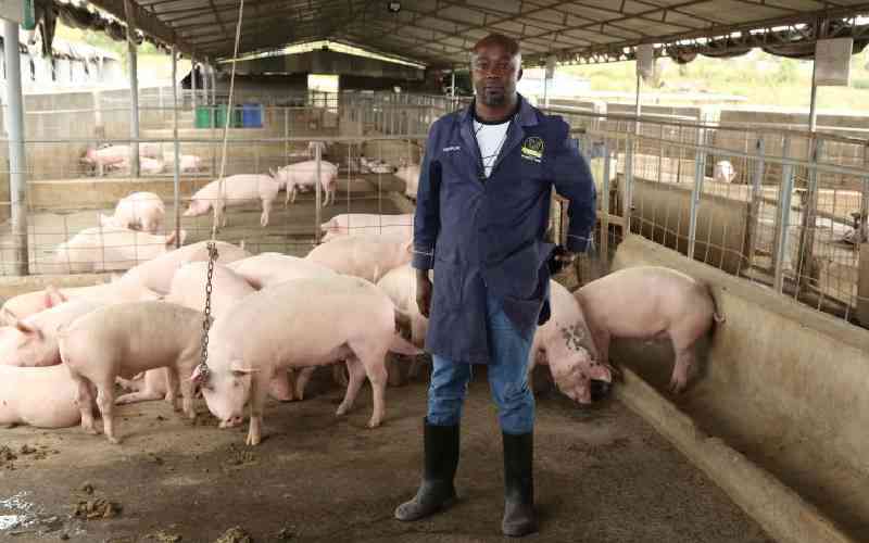 Stationery supplier transitioned to pig farmer when pandemic hit