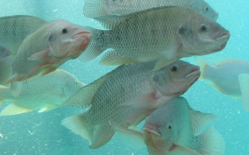 How collagen from tilapia skin could help treat burns