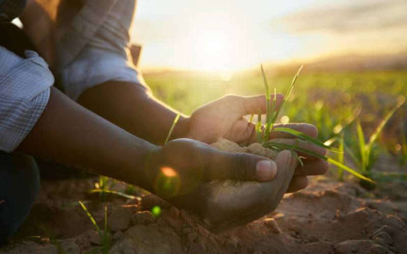 Small-scale farmers turn to irrigation to boost yields, income