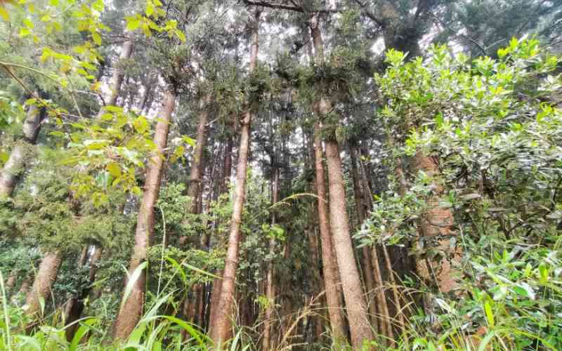 Kenya busy courting disaster by greedily encroaching on forests