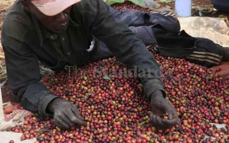 Coffee rakes in Sh394m as trade thrives at auction