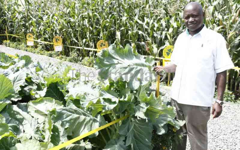 KSC to increase acreage under maize seed production