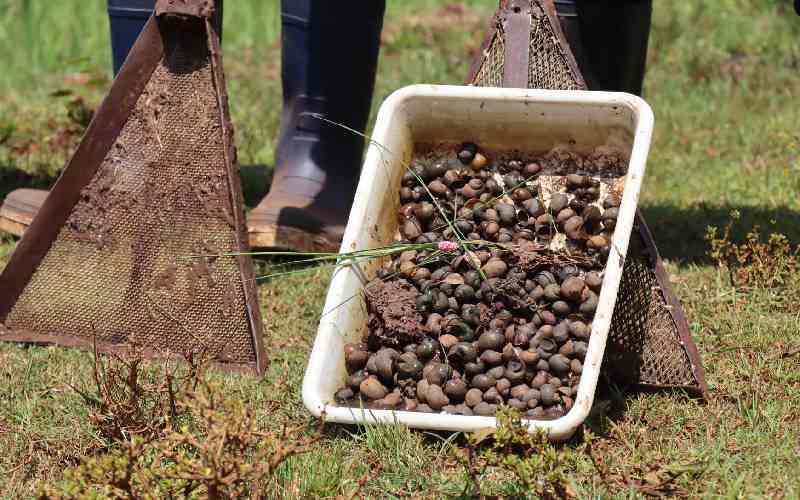 New prawn project targets snails threatening health and harvests in Kenya