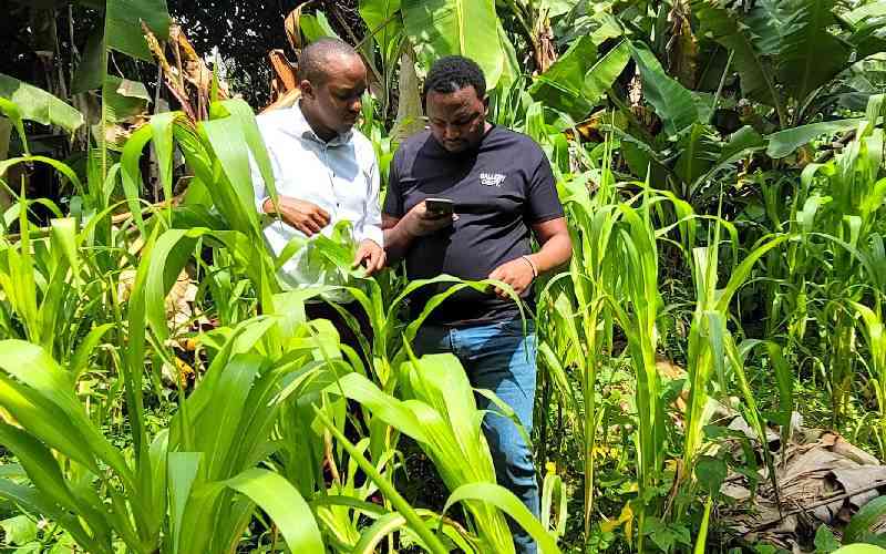 How crop failure jolted Kiambu farmer to develop ingenious AI solution