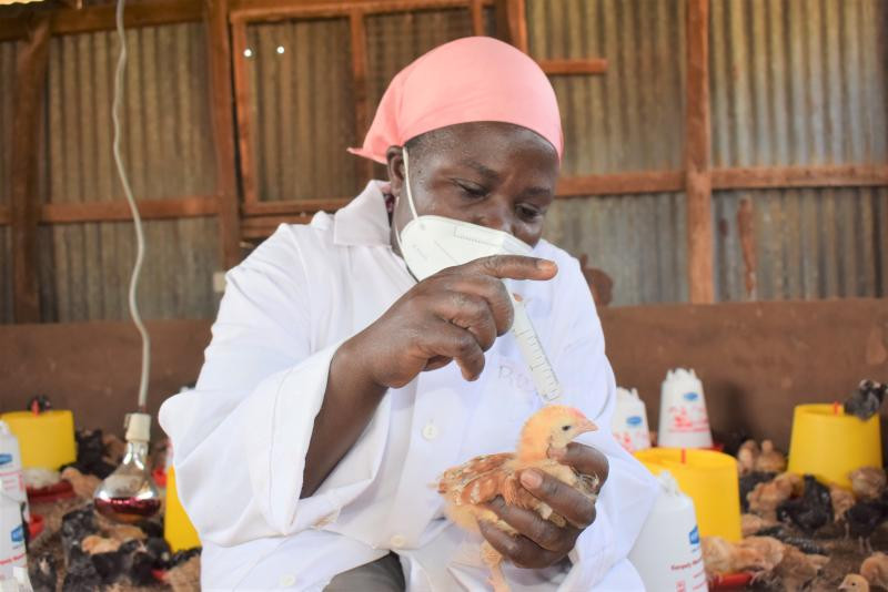 Vaccination's vital role in poultry farming success