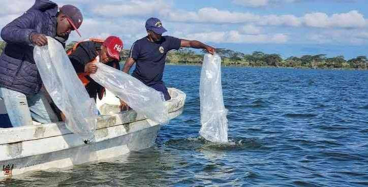 Noise pollution threatening marine life in the Western Indian Ocean